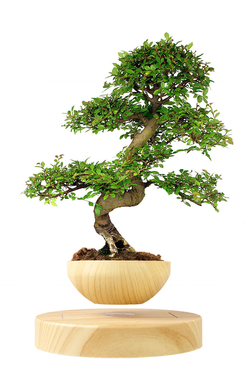 levitating plant pot uk Levitating Plant Pot & Base (Set)